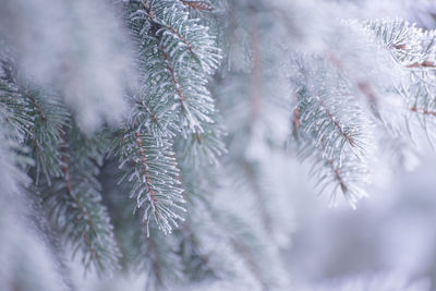 Close-up of pine tree