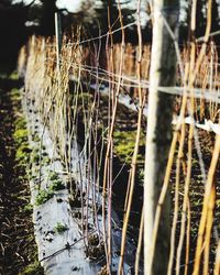 Close-up of plants in water