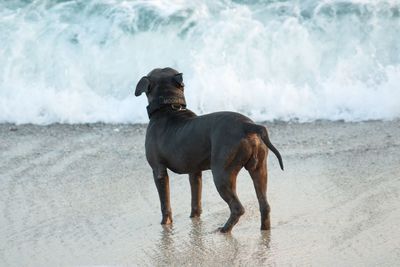 Dog standing on beach