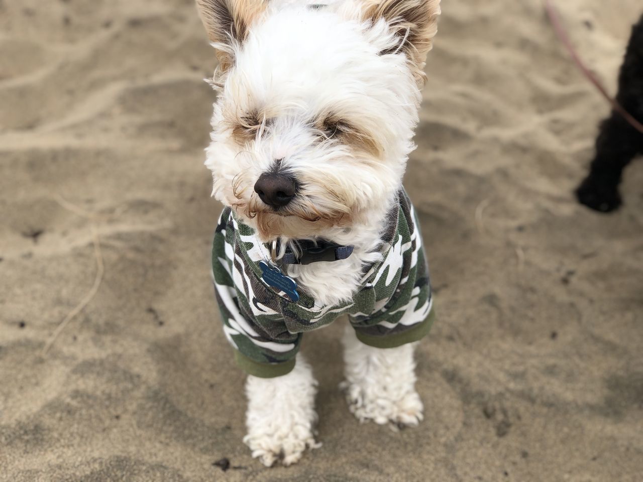 domestic animals, pet, dog, canine, animal themes, one animal, animal, mammal, sand, lap dog, beach, land, white, cute, west highland white terrier, young animal, puppy, nature, terrier, fun, portrait, running