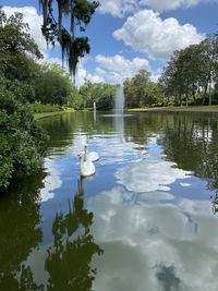 Swan swimming in lake against sky