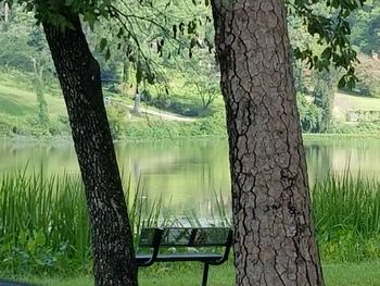 Scenic view of lake in forest