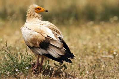 Close-up of bird perching on a land