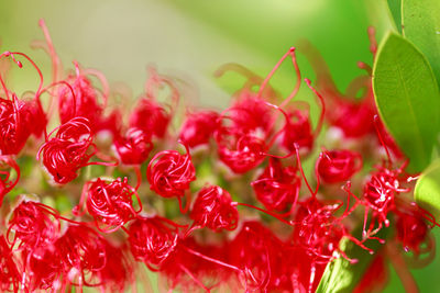 Close-up of red flowering plant