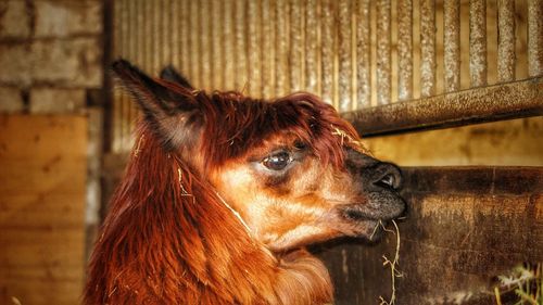 Close-up of mammal at barn