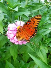 High angle view of butterfly pollinating on flower