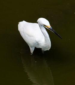 Close-up of white heron on lake