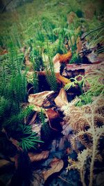 Plants growing in forest