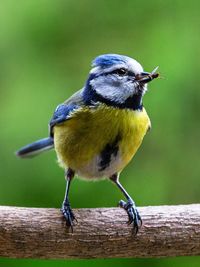 Close-up of bird perching on wood