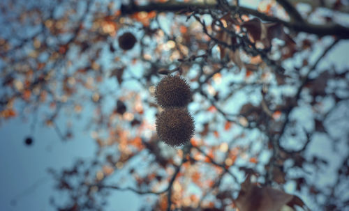 Selective focus on two fruits of a platanus x hispanica tree in seville, spain. cinematic effect. 