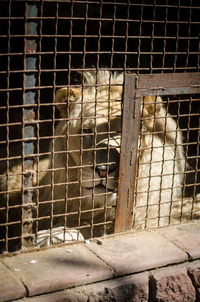 View of cat in cage at zoo