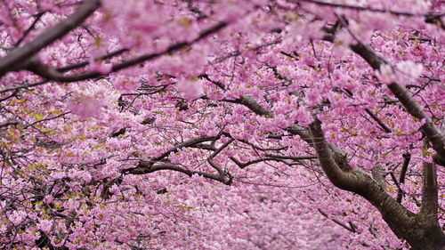 Close-up of tree