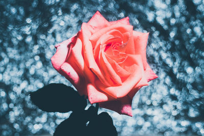 Close-up of red rose against blurred background