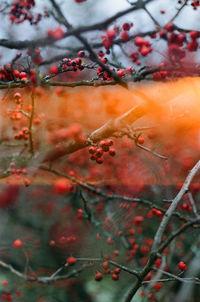 Close-up of red berries on tree