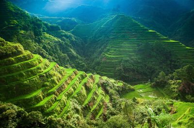 Close-up of fresh green landscape