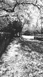 Footpath amidst trees