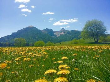 Plants growing on field