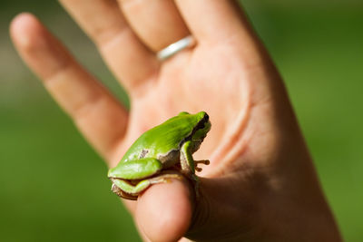 A beautiful green frog in summer