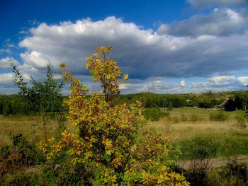 Plants on field against sky