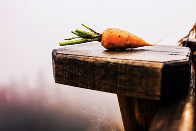 Close-up of insect on wood