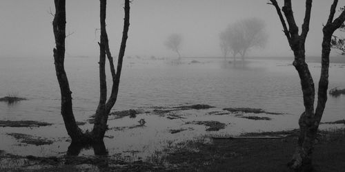 Bare tree by lake against sky