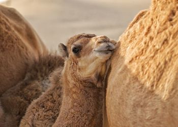 Close-up of a baby camel with his mother in the arabian desert 