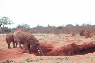 View of elephants on landscape drinking water