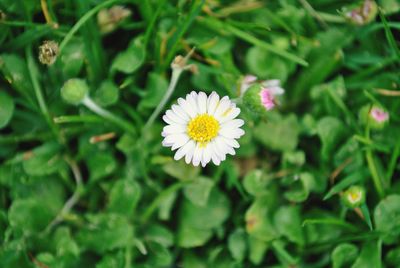 Close-up of white flowering plant