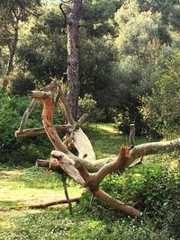 View of an animal on tree trunk in forest