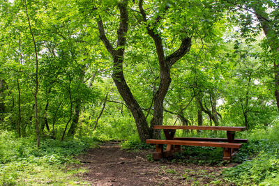 Empty bench amidst trees in park