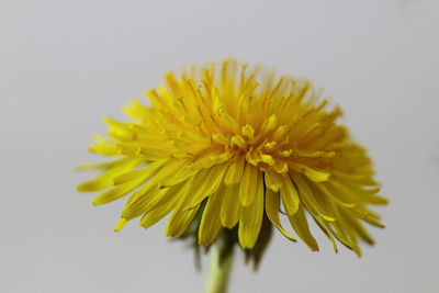 Close-up of yellow flower against white background