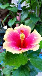 Close-up of pink flower blooming outdoors