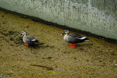 Birds on wall