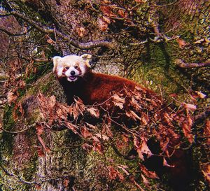 Portrait of cat on tree trunk in forest