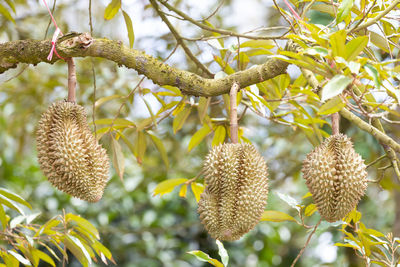 Close-up of berries on tree
