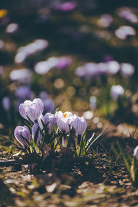 Close-up of white flowering plants on field