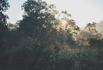 Sun shining through trees