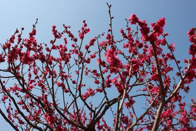 Low angle view of pink flowers blooming against sky