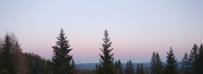 Trees on landscape against clear sky