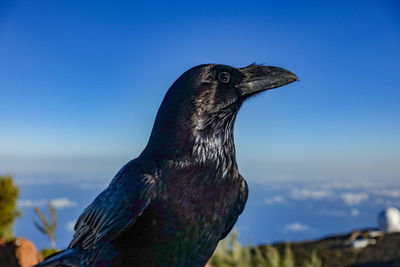 Close-up of a bird