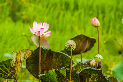 Close-up of pink lotus water lily