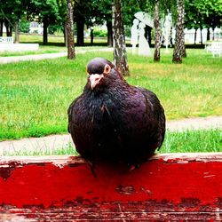 Close-up of a bird on the ground