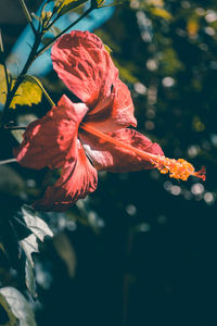 Close-up of red hibiscus flower