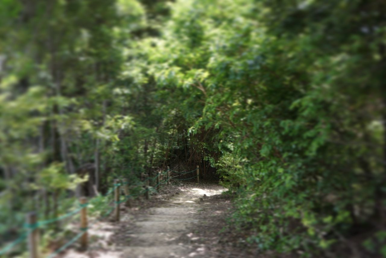 the way forward, tree, forest, growth, diminishing perspective, nature, green color, tranquility, narrow, footpath, vanishing point, plant, dirt road, beauty in nature, selective focus, pathway, outdoors, tranquil scene, day, walkway