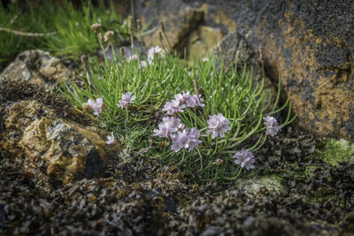 Close-up of flowering plants growing on field