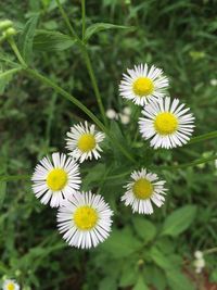 Close-up of white daisy flowers
