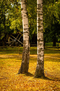 View of tree trunk