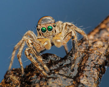 Close-up of jumping spider, plexippus species