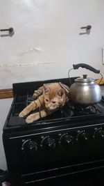 Cat relaxing in kitchen