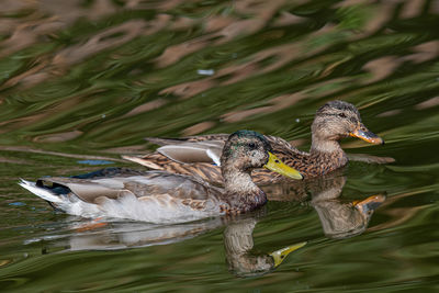 Ducks swimming in lake